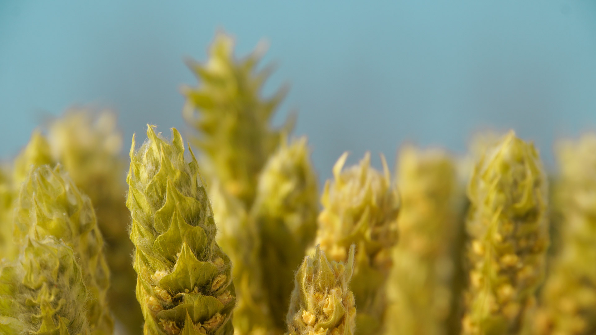 Olympus Herb / Researching Sideritis Scardica. Έρευνα επάνω στον Σιδερίτη.